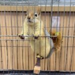 İstanbul Güngören'de tutulan sincaba el konuldu, iş yeri sahibine ceza kesildi 1 dkmp is yerinde tutulan sincaba el konuldu b41e73ee0c20