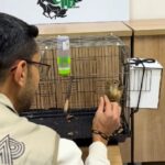 İstanbul Güngören'de tutulan sincaba el konuldu, iş yeri sahibine ceza kesildi 2 dkmp is yerinde tutulan sincaba el konuldu cfa6e439b74b