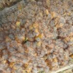 dumanli daginda sonbahardan kalma renk cumbusu 3dee42186a1c