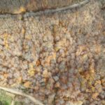 dumanli daginda sonbahardan kalma renk cumbusu 528b23ffcc99