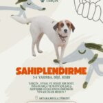 Akyaka’da Hayvanseverler Sokak Köpekleri İçin Sosyal Medya Üzerinden Kampanya Başlattı 8 hayvanseverlerden can dostlari sahiplendirmek icin seferberlik 1f9abfb09b3a