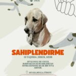 Akyaka’da Hayvanseverler Sokak Köpekleri İçin Sosyal Medya Üzerinden Kampanya Başlattı 7 hayvanseverlerden can dostlari sahiplendirmek icin seferberlik 369c6188076f