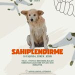 Akyaka’da Hayvanseverler Sokak Köpekleri İçin Sosyal Medya Üzerinden Kampanya Başlattı 10 hayvanseverlerden can dostlari sahiplendirmek icin seferberlik 7f8a944cb54b