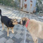 Akyaka’da Hayvanseverler Sokak Köpekleri İçin Sosyal Medya Üzerinden Kampanya Başlattı 5 hayvanseverlerden can dostlari sahiplendirmek icin seferberlik aa5f13f88c81