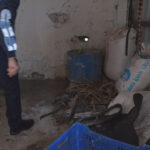 istanbul atasehirde kacak at kesimi iddiasi 2 supheli gozaltina alindi 8487312bc871