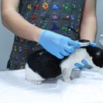 Evcil Hayvanların Mikroçip Uygulaması İçin Son Tarih 31 Aralık 2025! 2 istanbul evcil hayvanlara cip taktirmak icin son gun 31 aralik a0f503a57e8f