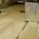 Fatih’te Dur İhtarı Sonrası Bekçiye Çarpan Sürücü Kısa Sürede Yakalandı 2 istanbul fatihte dur ihtarina uymayan surucu bekciye carpip kacti d19e5ac11ee5