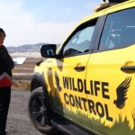 istanbul istanbul ve sabiha gokcen havalimanlarinda kus suruleri icin ornitologlar gorev basinda c1820b3593f2