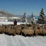 karla kapli yaylalarda donus yolculugu 8a49191273ef