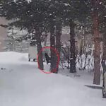 okul bahcesine giren kurt kopegi ogrencilere saldirdi 3 yarali a5881809393a