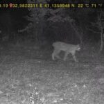 ormanda dolasan vasak ile kurt fotokapana yansidi 1624c835bd4f