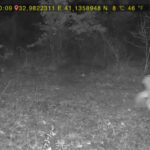 ormanda dolasan vasak ile kurt fotokapana yansidi e661e594b693