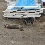 Yahyalı'da Yaralı Kediye İkinci Bir Sokak Kedisi Sahip Çıktı 1 otomobil kediye carpti bir baska kedi basinda bekledi o anlar kamerada acd7b2d34655