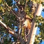 Anadolu Parsı Zannedilen Hayvanın Aslında Vaşak Olduğu Ortaya Çıktı 2 prof dr sozen agactaki anadolu parsi degil vasak 2aabc8cfa9de