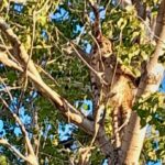 Anadolu Parsı Zannedilen Hayvanın Aslında Vaşak Olduğu Ortaya Çıktı 1 prof dr sozen agactaki anadolu parsi degil vasak 787f564bdb56