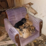 Yalvaç'ta Sahipsiz Köpeklerin Ölüm İddiası, Hayvanseverler Üzüntü İçinde 1 sahipsiz kopekler zehirlenerek olduruldu iddiasi 153932c9d22b