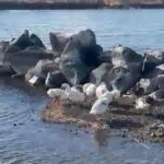 Çıldır Gölü'nde Hava Sıcaklıklarının Normalin Üstünde Seyretmesi Nedeniyle Kış Gelmedi 4 sicakliklar mevsim normali uzerinde cildir golu de donmadi 47028f7cedee