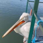 Çıldır Gölü'nde Hava Sıcaklıklarının Normalin Üstünde Seyretmesi Nedeniyle Kış Gelmedi 7 sicakliklar mevsim normali uzerinde cildir golu de donmadi 95ac8b71a7f9