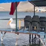 Çıldır Gölü'nde Hava Sıcaklıklarının Normalin Üstünde Seyretmesi Nedeniyle Kış Gelmedi 5 sicakliklar mevsim normali uzerinde cildir golu de donmadi e2cb4b4fae98