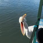 Çıldır Gölü'nde Hava Sıcaklıklarının Normalin Üstünde Seyretmesi Nedeniyle Kış Gelmedi 6 sicakliklar mevsim normali uzerinde cildir golu de donmadi e3bdf53f70ca