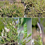 Ermenek'te Yeni Bir Bitki Türü Keşfedildi: 'Ermenek Borcağı' Bilim Dünyasına Katıldı 2 toroslarda yeni bitki turu kesfi adi ermenek borcagi oldu 51902968ea74