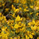 Ermenek'te Yeni Bir Bitki Türü Keşfedildi: 'Ermenek Borcağı' Bilim Dünyasına Katıldı 4 toroslarda yeni bitki turu kesfi adi ermenek borcagi oldu a1d5bd9a8f57