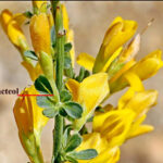 Ermenek'te Yeni Bir Bitki Türü Keşfedildi: 'Ermenek Borcağı' Bilim Dünyasına Katıldı 1 toroslarda yeni bitki turu kesfi adi ermenek borcagi oldu ad2ff967fe96