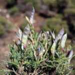 Ermenek'te Yeni Bir Bitki Türü Keşfedildi: 'Ermenek Borcağı' Bilim Dünyasına Katıldı 6 toroslarda yeni bitki turu kesfi adi ermenek borcagi oldu afc2682ff4cc