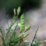 Ermenek'te Yeni Bir Bitki Türü Keşfedildi: 'Ermenek Borcağı' Bilim Dünyasına Katıldı 3 toroslarda yeni bitki turu kesfi adi ermenek borcagi oldu b36dffd3f853