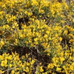 Ermenek'te Yeni Bir Bitki Türü Keşfedildi: 'Ermenek Borcağı' Bilim Dünyasına Katıldı 7 toroslarda yeni bitki turu kesfi adi ermenek borcagi oldu c2ddb50c058a