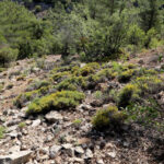 Ermenek'te Yeni Bir Bitki Türü Keşfedildi: 'Ermenek Borcağı' Bilim Dünyasına Katıldı 5 toroslarda yeni bitki turu kesfi adi ermenek borcagi oldu d71859829283