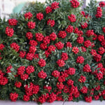 yilbasi cicegi kokina 500 liradan baslayan fiyatlarla vitrinlerde 42c638dca181