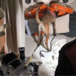 Aydın'da Yunanistan'a kaçmaya çalışan 4 suç örgütü üyesi jandarma tarafından yakalandı 2 yunanistana kacmaya calisan 4 suc orgutu uyesi yakalandi fecf3234c5cf