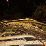 adanada devrilen agacin dallari seyir halindeki aracin on camina saplandi 0045d76b3074