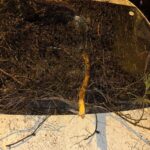 adanada devrilen agacin dallari seyir halindeki aracin on camina saplandi f9c2c01d6f7c