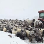 artvinde 1 kisinin oldugu cigda kar altinda kalan 2 coban araniyor 13ec1e0fc7b0