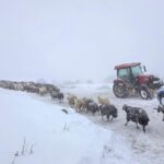 artvinde 1 kisinin oldugu cigda kar altinda kalan 2 coban araniyor e42def7b3605