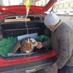 buzagiya otomobilin bagajinda serum tedavisi 7bae1c92e211