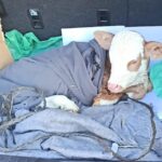 buzagiya otomobilin bagajinda serum tedavisi c52ff3c239a5