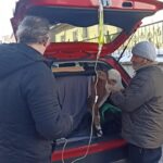 buzagiya otomobilin bagajinda serum tedavisi e56c734cb311