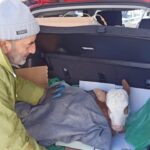 buzagiya otomobilin bagajinda serum tedavisi f0d1da038d61