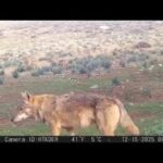 Dağ ceylanı, çizgili sırtlan ve kurt aynı habitatı paylaşıyor 4 dag ceylani cizgili sirtlan ve kurt ayni habitati paylasiyor 66c66f687c0c