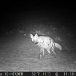 Dağ ceylanı, çizgili sırtlan ve kurt aynı habitatı paylaşıyor 2 dag ceylani cizgili sirtlan ve kurt ayni habitati paylasiyor 95a3b724d827