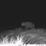 Dağ ceylanı, çizgili sırtlan ve kurt aynı habitatı paylaşıyor 6 dag ceylani cizgili sirtlan ve kurt ayni habitati paylasiyor e688c3ce2a1a