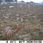 Dağ ceylanı, çizgili sırtlan ve kurt aynı habitatı paylaşıyor 5 dag ceylani cizgili sirtlan ve kurt ayni habitati paylasiyor f6f902683913