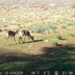 Dağ ceylanı, çizgili sırtlan ve kurt aynı habitatı paylaşıyor 3 dag ceylani cizgili sirtlan ve kurt ayni habitati paylasiyor fbff2a348965