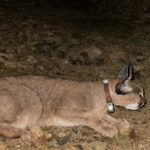 dr ilemin karakulak turunu akdeniz ekosistemi icin gosterge tur olarak tescilledik 1db7fdbbb2f7