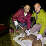 dr ilemin karakulak turunu akdeniz ekosistemi icin gosterge tur olarak tescilledik 54e7a1653a09