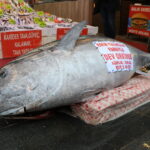 Düzce'de Yakalanan Dev Orkinos Samsun'da Satışa Sunuldu 6 duzcede avlanan 346 kiloluk orkinos samsunda satisa cikarildi de150fc6b1a8