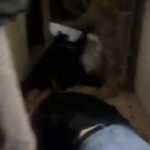 elazigda restoranlara silahli saldiri kamerada 6 tutuklama 3ec3158e7a16